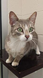 Whiskers 948 (21109230)
