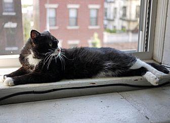 Whiskers the (20614243)