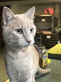 Whiskey (21076162)
