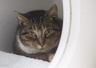 White Paws (20454543)