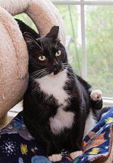 White Paws (20757948)
