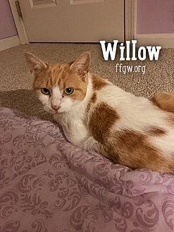Willow (21018491)