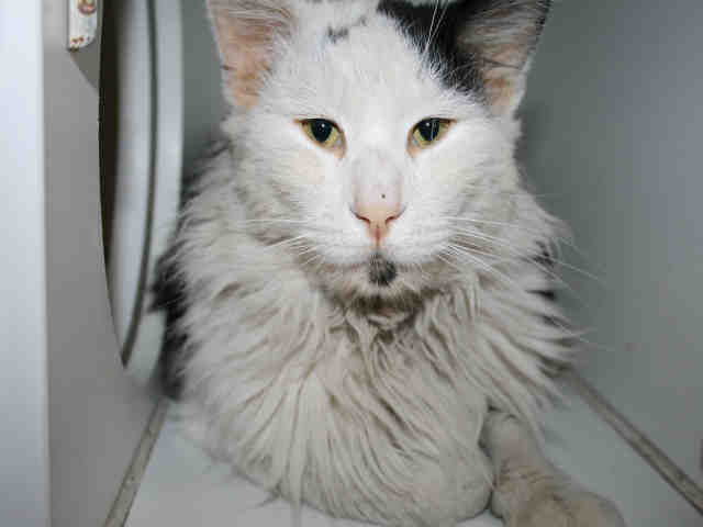 *WILSON (A494250)