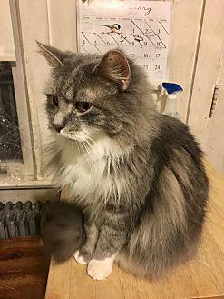 Winky -Adopt (20833889)