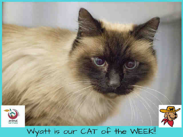 *WYATT (A367946)