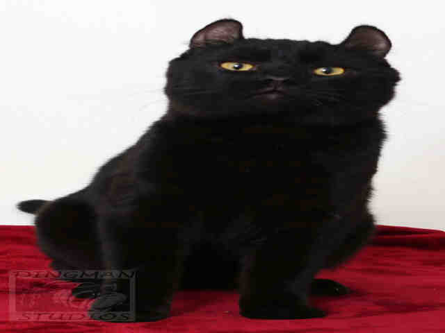 YODA (A047410)