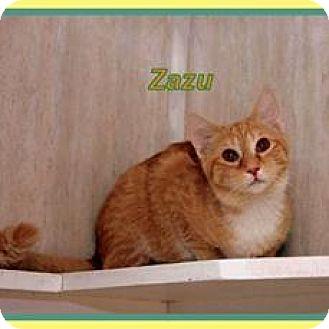 Zazu (13864442)
