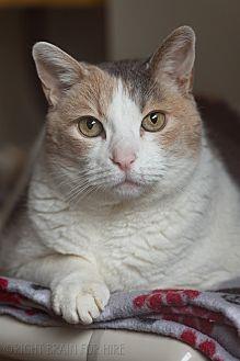 Zelda (20936530)