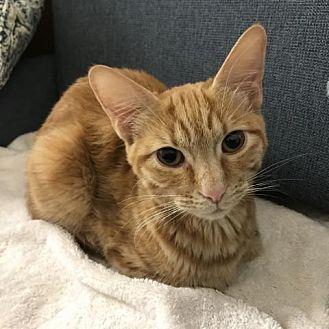 Zelda (21088562)