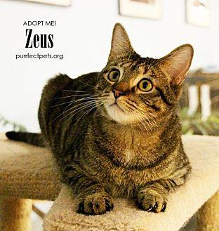 Zeus (11099480)
