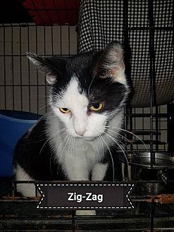 Zig-Zag (20975082)