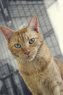 Ziggy (17403747)