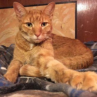 Ziggy (17665485)