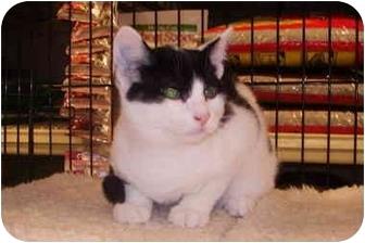 Zorro (4947023)