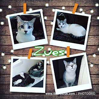 Zues (21074499)