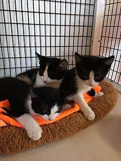 3 black and (21591449)