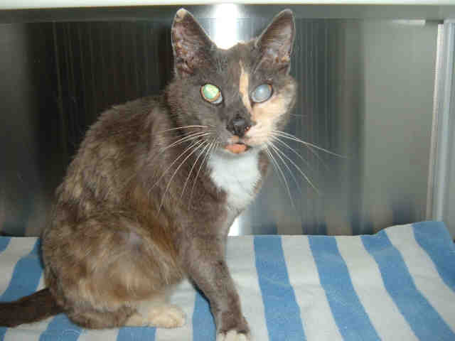 *ABBY (A161002)