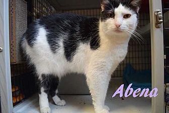 Abena (19395691)