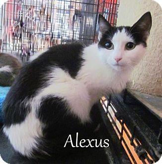Alexus (16615022)