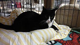 Alfred (21418060)