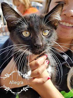 Allegra (21570171)