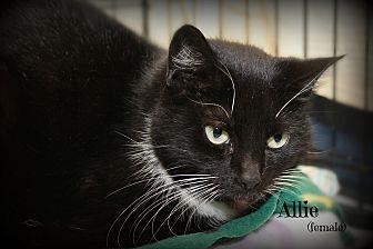 Allie (20887286)