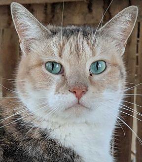 Amber (13643466)