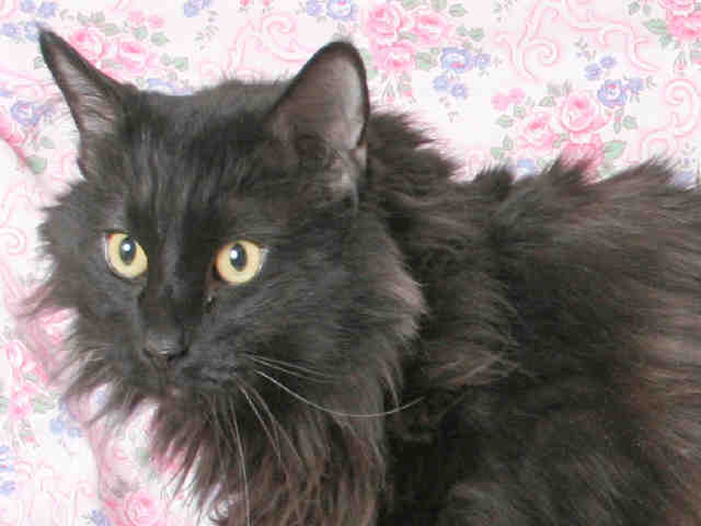 AMY (A091306)
