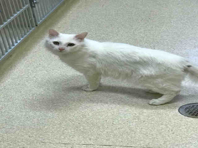 ANDY (A121071)