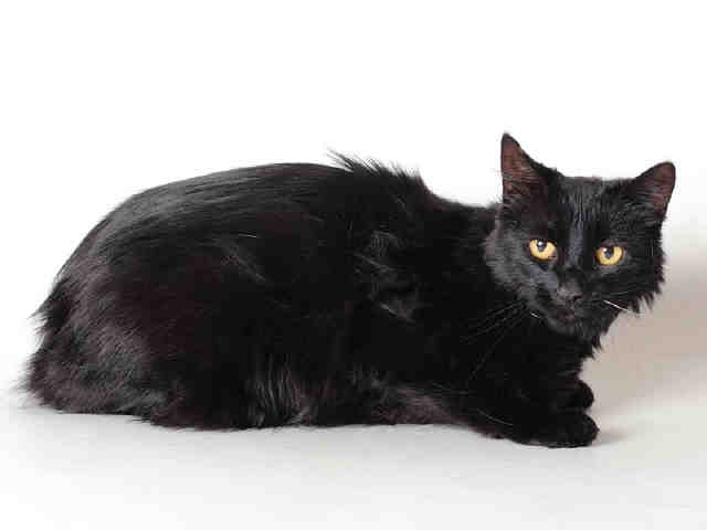 ANISE (A110621)