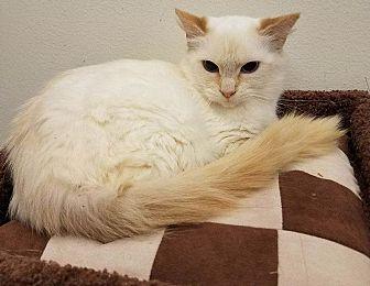Apricot (21576258)
