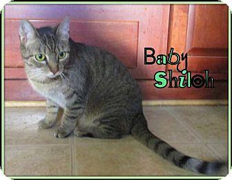 Baby Shiloh (18552161)