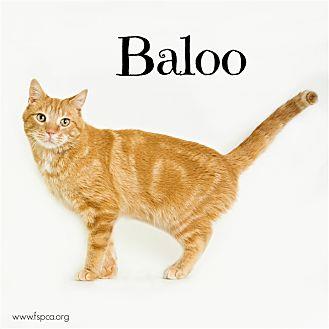 Baloo (21326614)