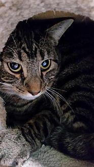 Barn Cats (18433466)