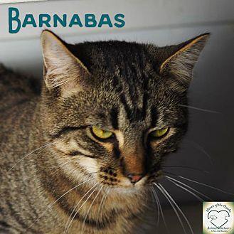 Barnabas (18041268)