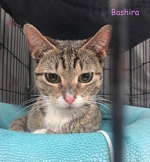 BASHIRA (21297478)