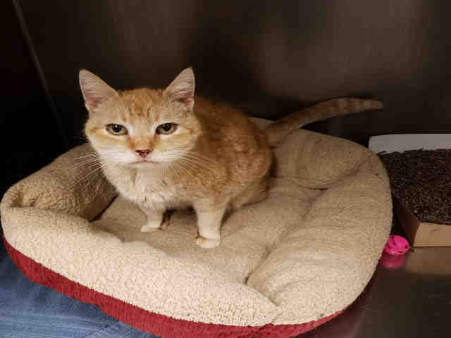 BEATRICE (A075060)