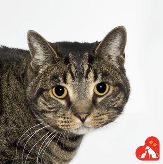 Beau (21540337)