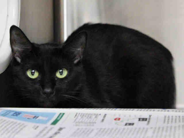 BEBE (A266100)