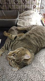 Bengal (21418542)