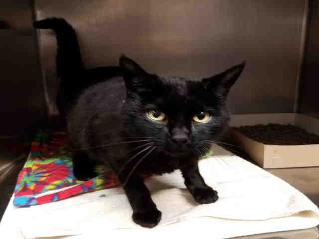 BIANCA (A075205)