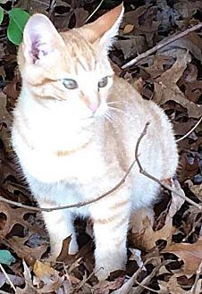 Binx (21227403)