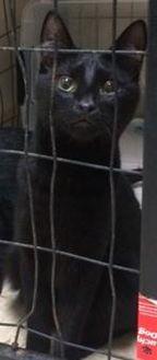Blackie (18755546)