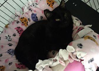 Blackie (21417901)