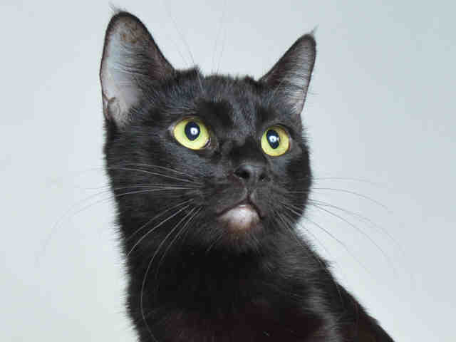 BLACKIE (A169749)