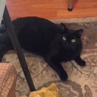 Blackie [CP] (17389783)