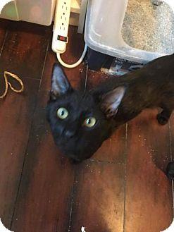 Blackie (fre (18871702)