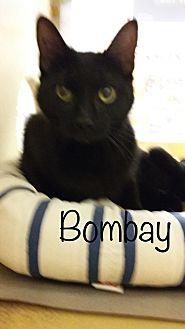 Bombay (21566146)
