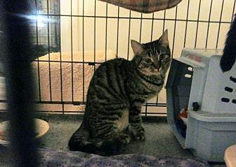 Brownie (19412825)