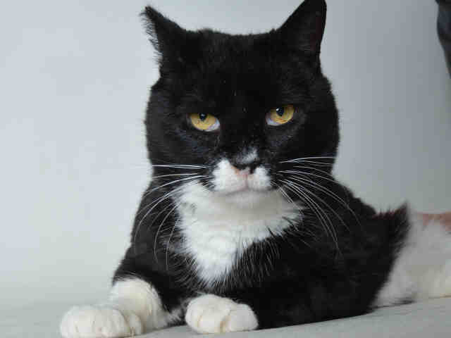 BUBBA (A167661)